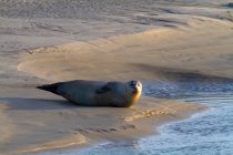 France, Hauts de France, Pas de Calais, Berck sur Mer. Seal on a sandbank — Stock Photo