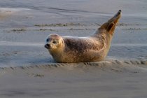 France, Hauts de France, Pas de Calais, Berck sur Mer. Seal on a sandbank — Stock Photo