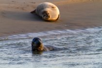France, Hauts de France, Pas de Calais, Berck sur Mer. Seals on a sandbank — Stock Photo