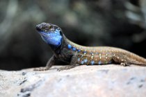 Spain, Canary islands, La Palma, lizard — Stock Photo