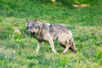 Retrato de um lobo na natureza, Ariege, Pirinéus, Occitanie, França — Fotografia de Stock