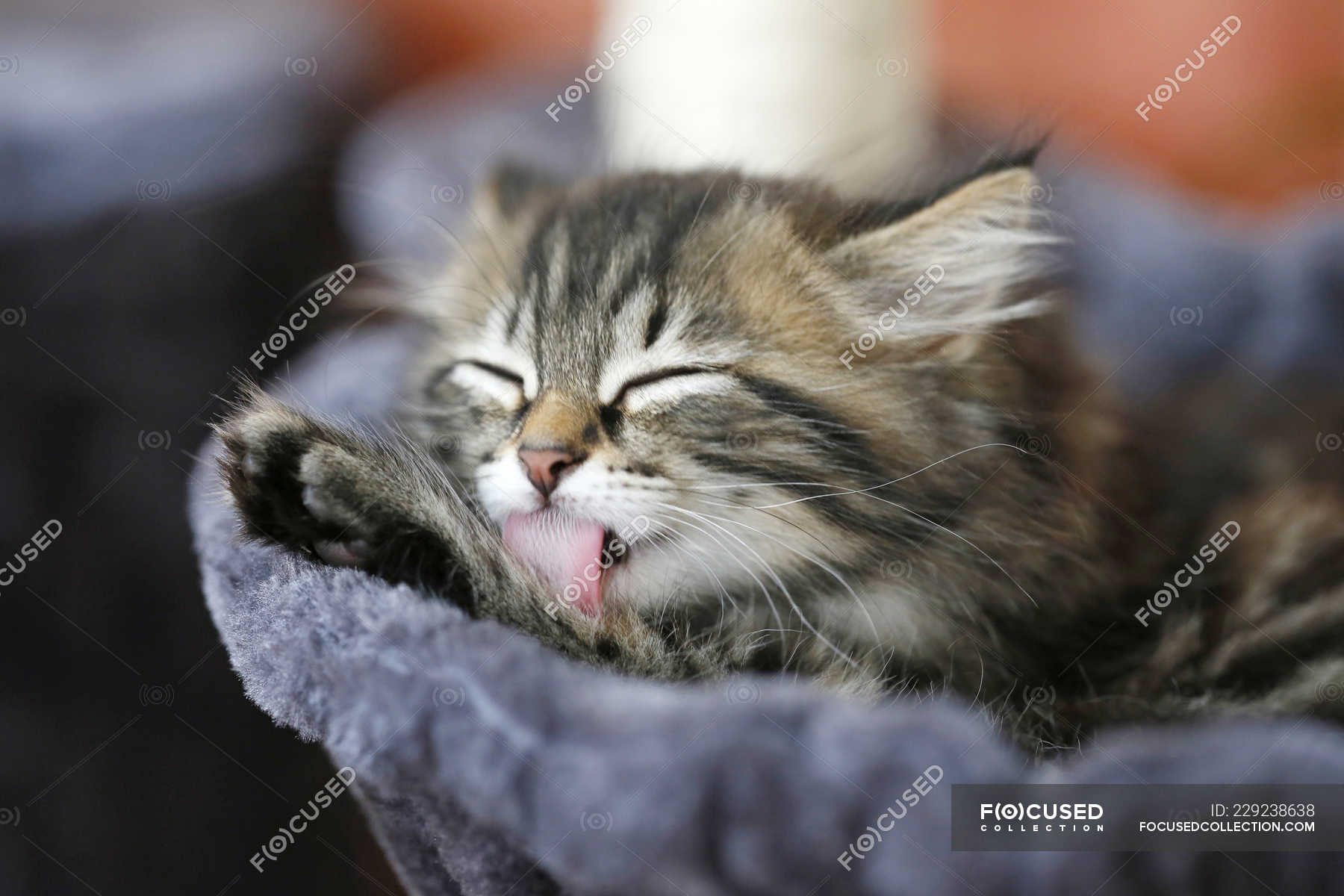 Cute tabby Norwegian kitten licking paw on blanket — natural, carnivore Stock Photo 229238638