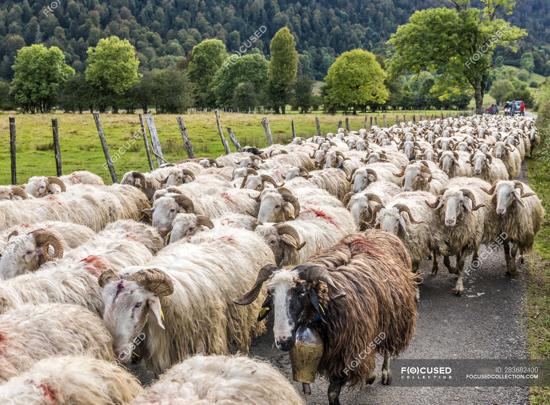 Ewes flock, France, Pyrenees National Park — trees, season Stock