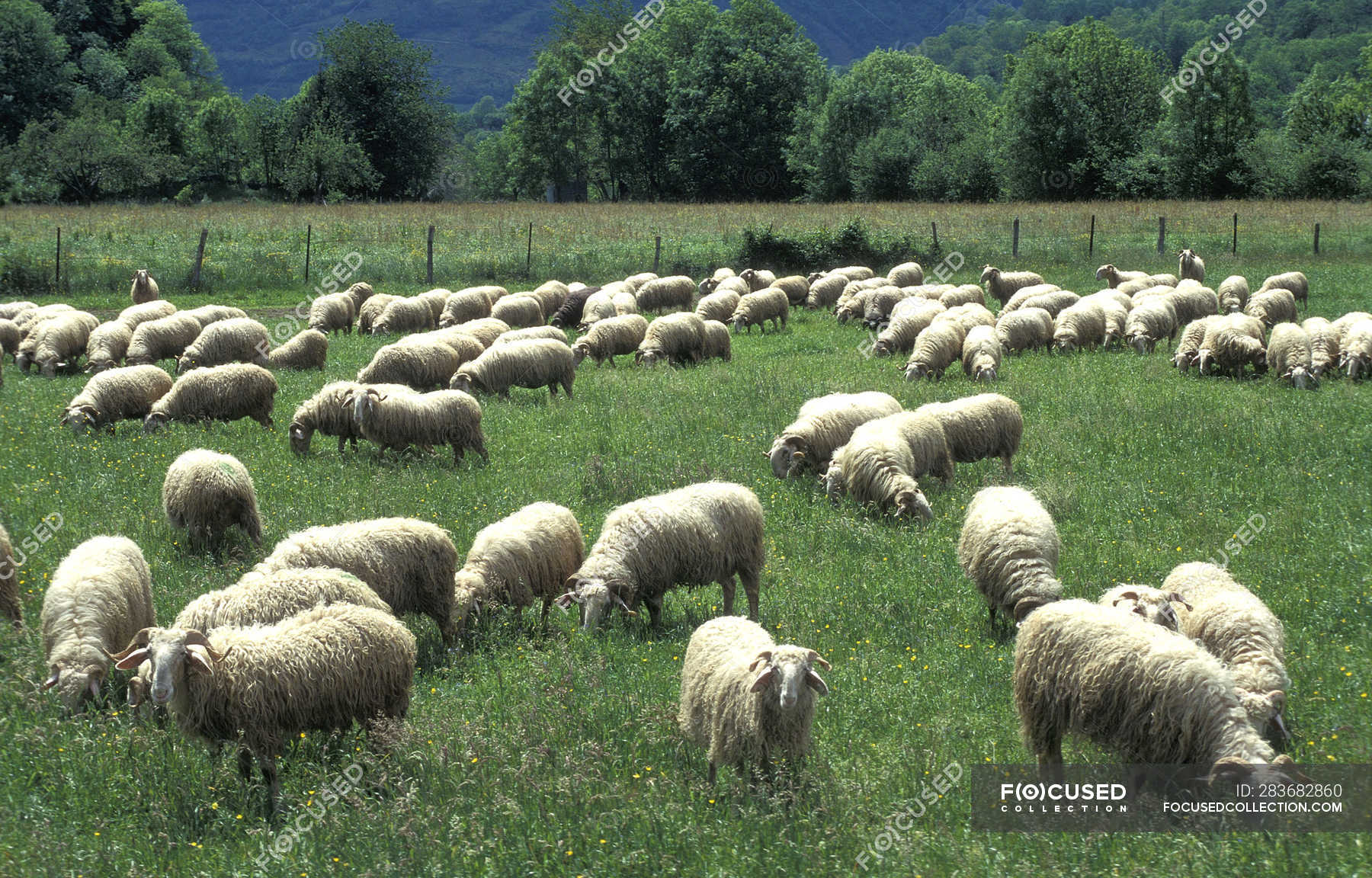 Ewes flock at field, Pyrenees National Park — outdoors, trees Stock