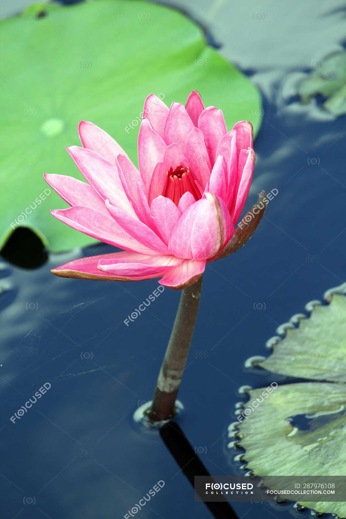 Nenuphar Nenuphar Flower In Water Green Nature Stock Photo