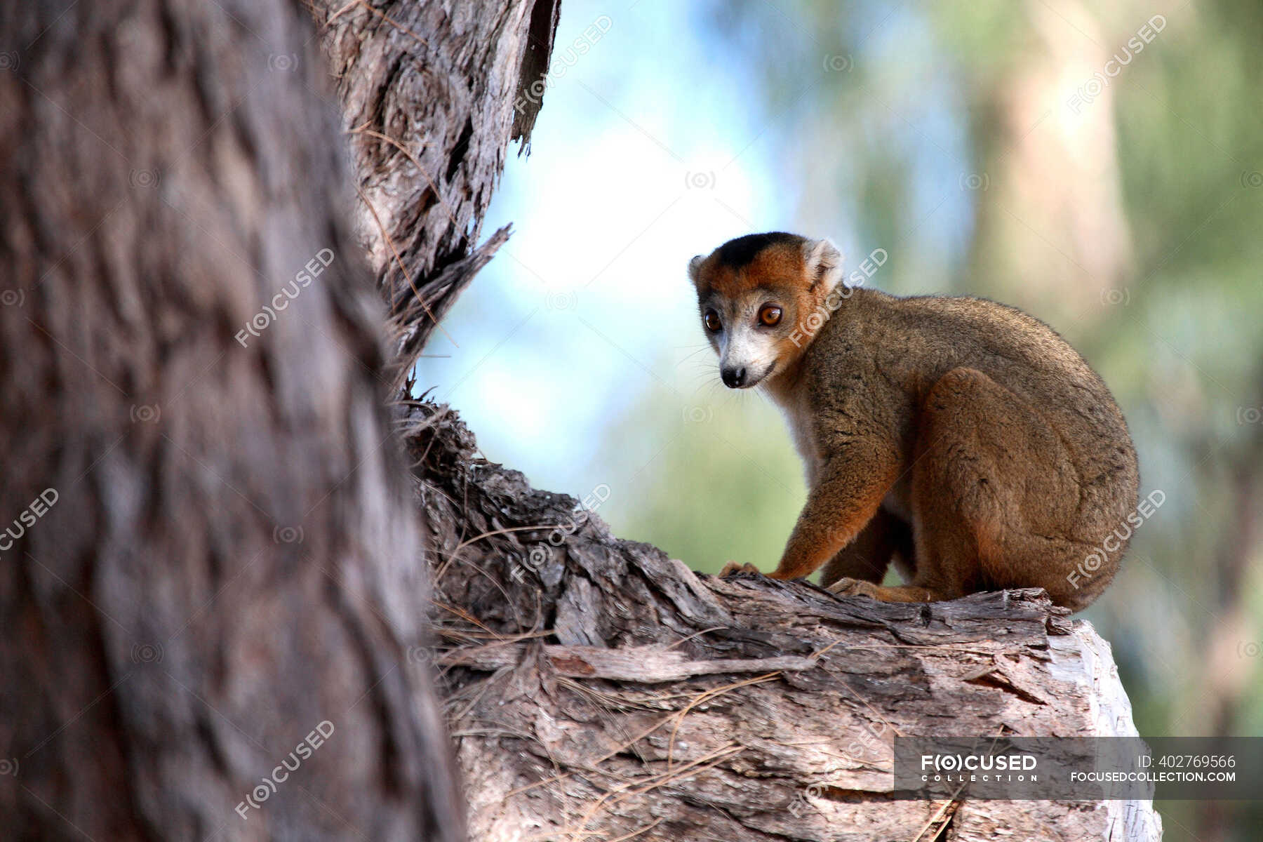 Madagascar, near Diego Suarez, lemur — mammal, nature - Stock Photo