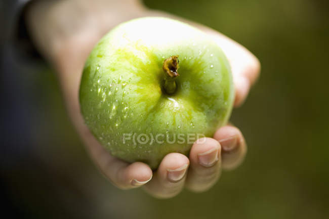 Крупным планом человеческой руки, держащей свежее зеленое яблоко — стоковое фото
