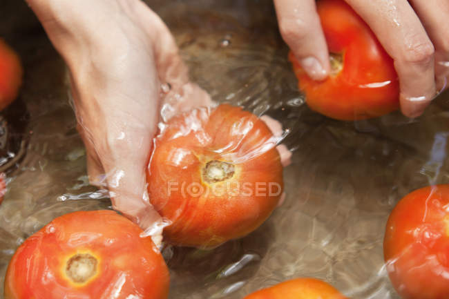 Primer plano de las manos femeninas lavando tomates rojos frescos - foto de stock