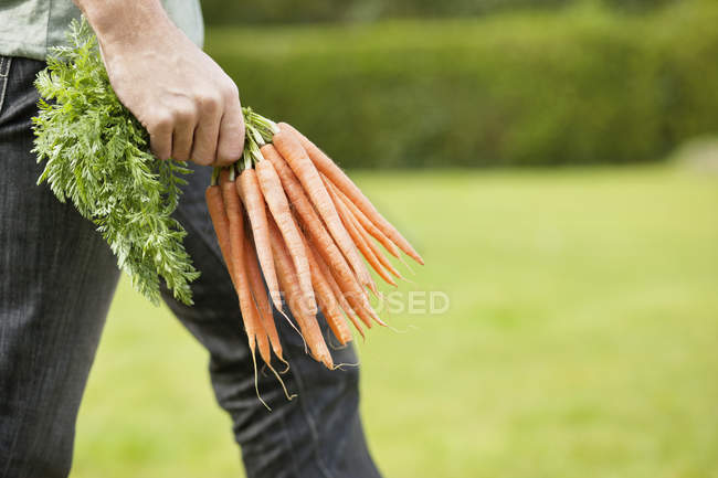 Человек, держащий кучу моркови в поле — стоковое фото