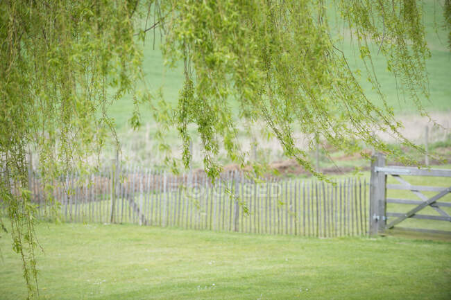 Дерево с забором в поле — стоковое фото