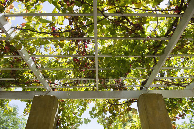 Low-angle view of tree branches over porch — Stock Photo