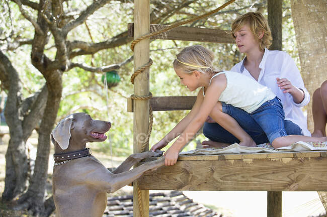 Crianças brincando com um cachorro na casa da árvore — Fotografia de Stock
