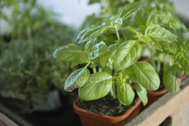 Gros plan d'une plante de basilic en pot — Photo de stock