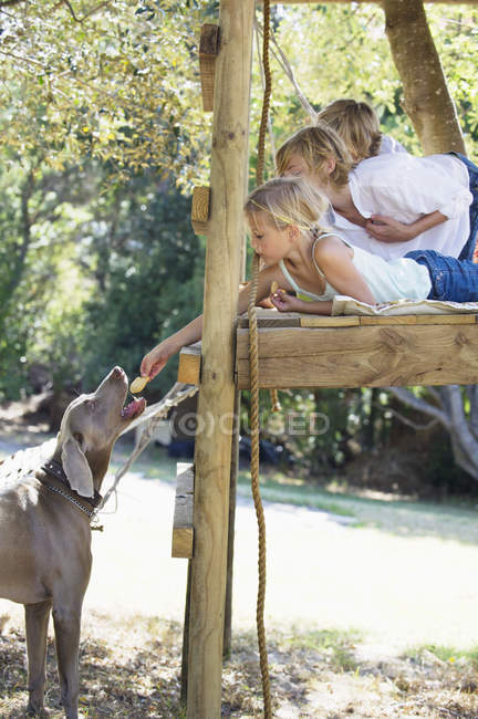 Дети кормят собаку из домика на дереве — стоковое фото