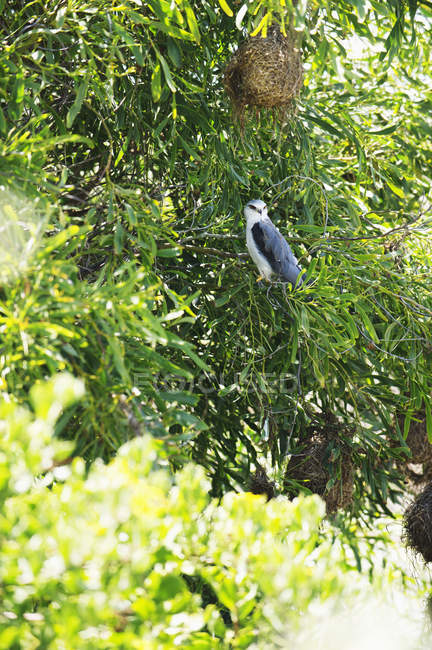 Gufo appollaiato su albero verde in natura — Foto stock