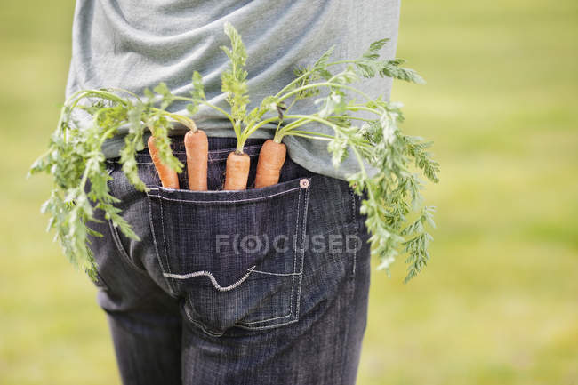 Gros plan de carottes fraîches cueillies dans la poche de l'homme — Photo de stock