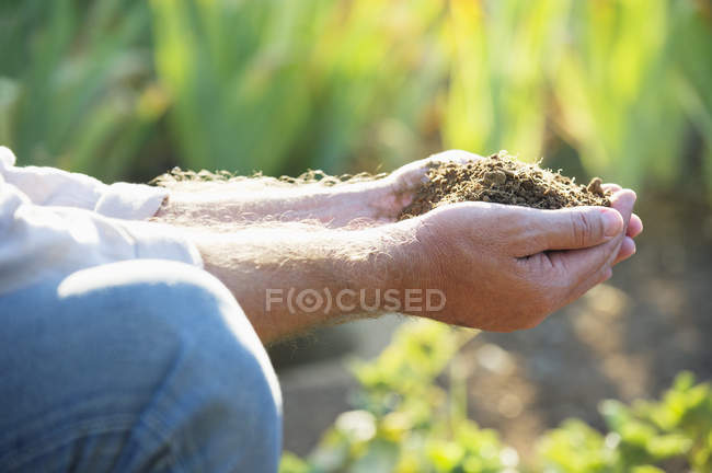 Close-up of male hands holding soil in garden — Stock Photo