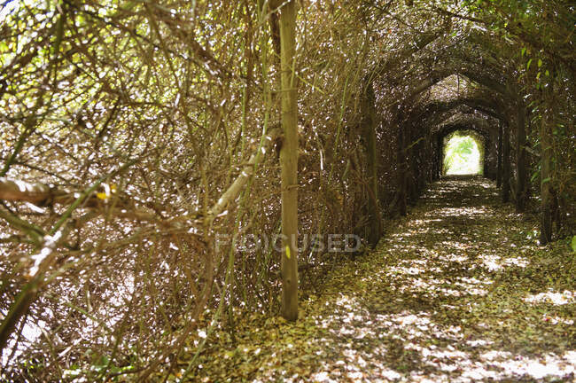 Narrow path passing through a tunnel — Stock Photo