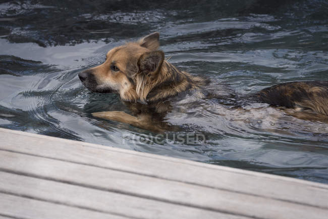 Dog swimming in water, selective focus — Stock Photo