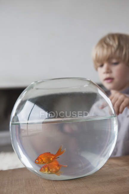 Крупный план аквариума с золотыми рыбками и мальчиком на заднем плане — стоковое фото