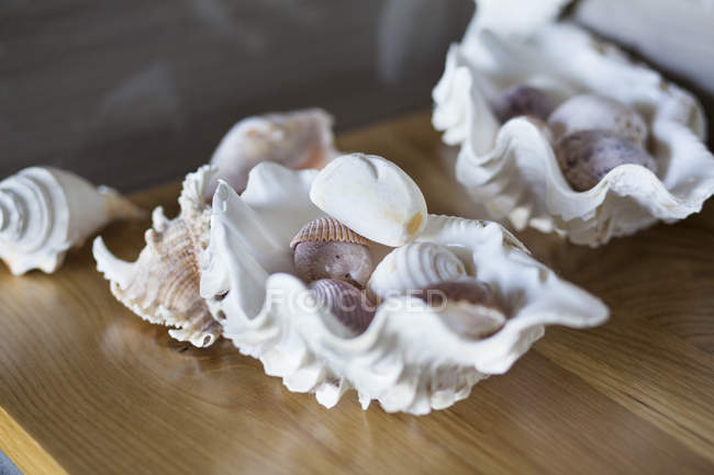 Close-up of conch shells on table at home — Stock Photo