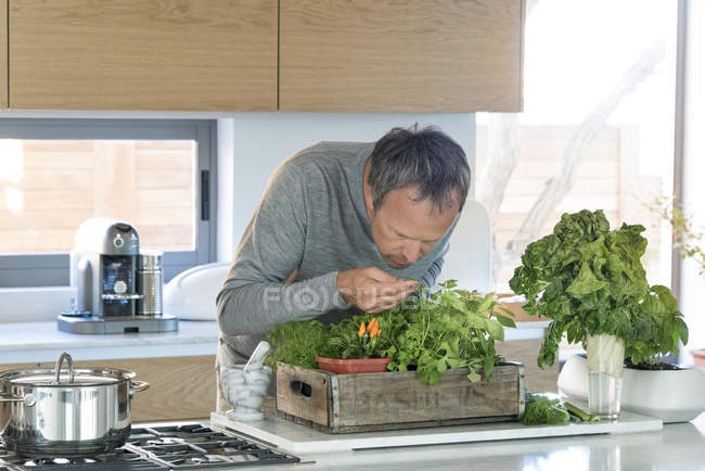 Reifer Mann riecht Kräuterpflanze in Küche — Stockfoto