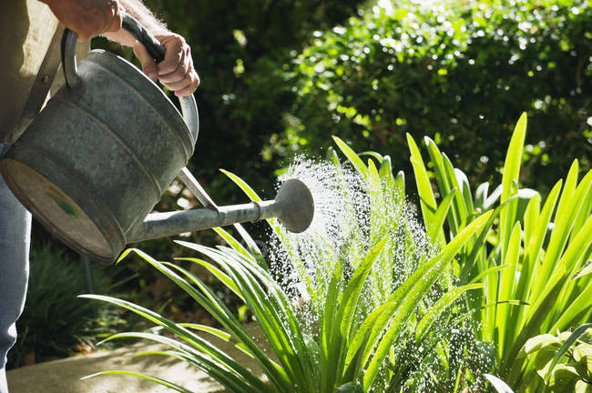Крупным планом мужчины, поливающего растения в солнечном саду — стоковое фото