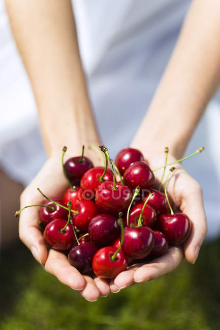 Primer plano de las manos femeninas con cerezas rojas frescas - foto de stock