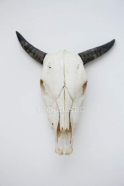 Close-up de um crânio de vaca montado na parede — Fotografia de Stock