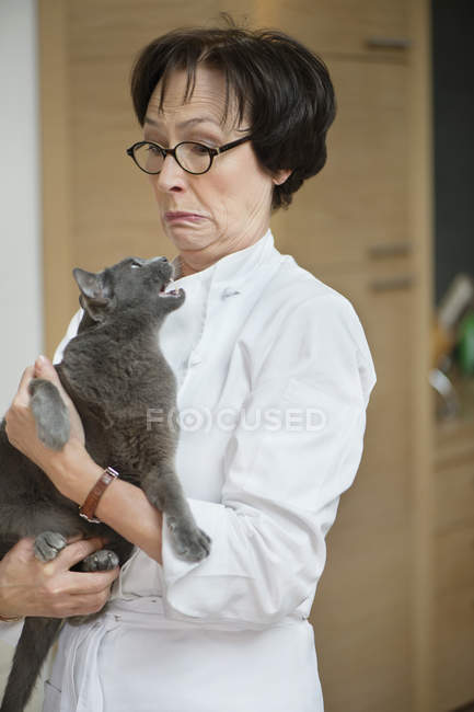 Gris gato gruñendo en senior mujer - foto de stock