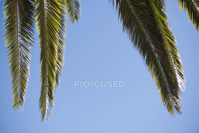 Hojas de palma contra el cielo azul - foto de stock