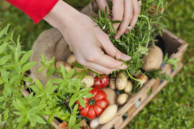 Gros plan des mains féminines mettant les légumes dans la caisse à l'extérieur — Photo de stock