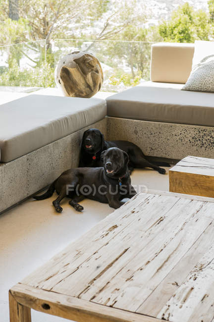 Due recuperatori Labrador neri che riposano nel soggiorno — Foto stock