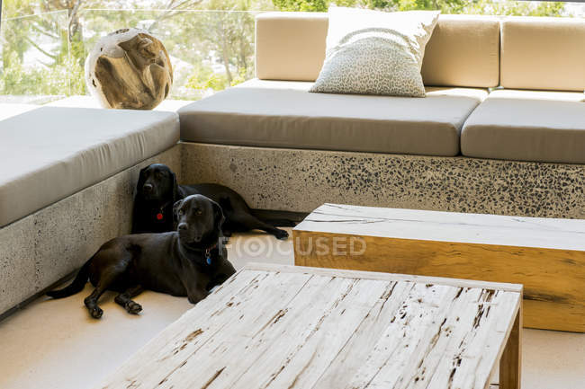 Two black Labrador retrievers resting in living room — Stock Photo