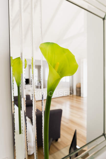 Close-up of Cala lily in living room — Stock Photo