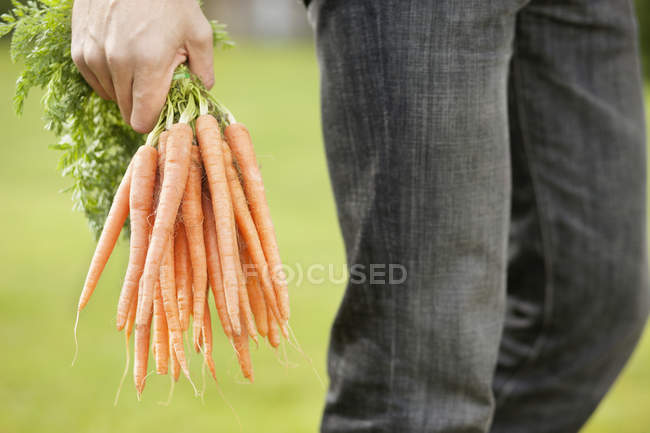 Mão masculina segurando monte de cenouras no jardim — Fotografia de Stock