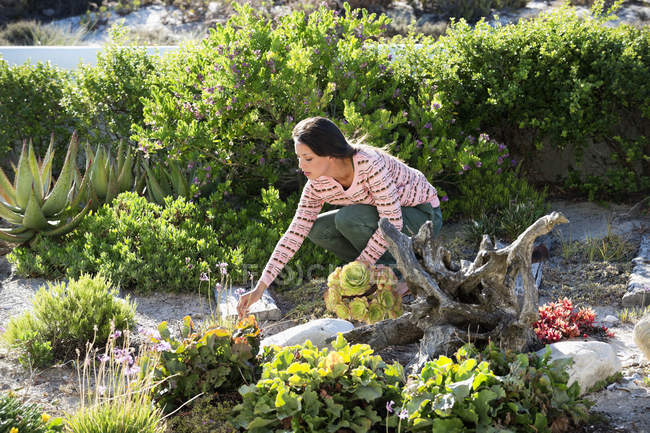 Donna che raccoglie piante in giardino soleggiato — Foto stock