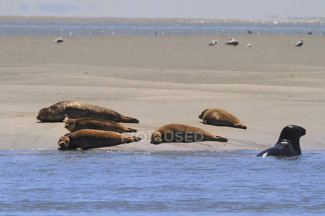 Francia, Costa del Nord, Authie Bay, gruppo di foche su un banco di sabbia — Foto stock