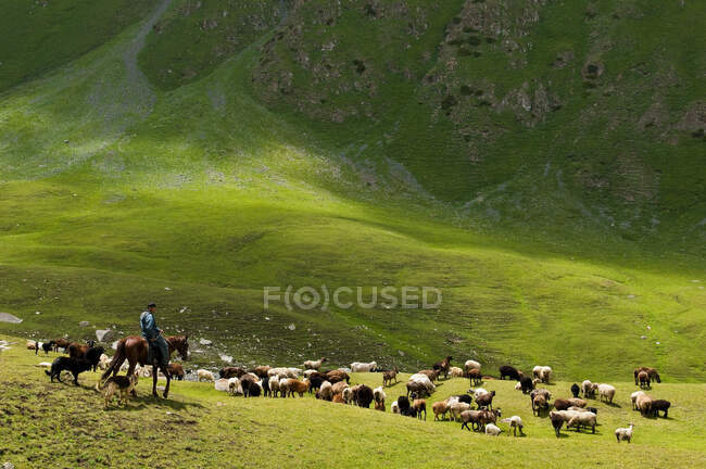 Asia Central, Kirguistán, provincia de Issyk Kul (Ysyk-K? l), valle de Juuku, rebaño de 300 ovejas de Malik Kalibaet en el pasto - foto de stock
