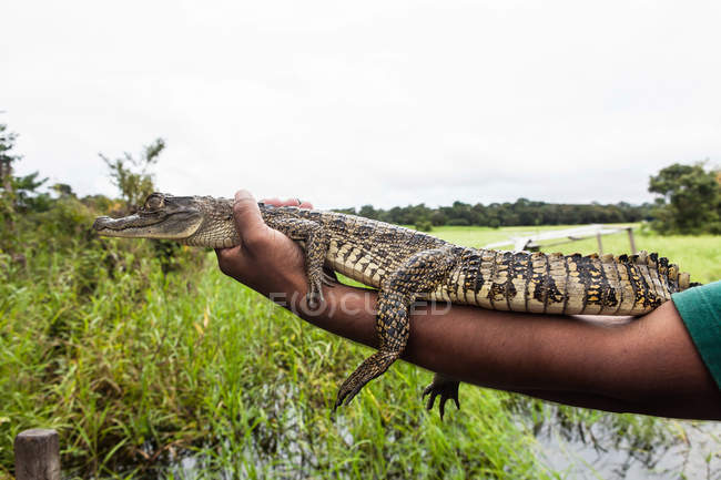 Uomo che tiene giovane alligatore in Sud America, Amazon — Foto stock