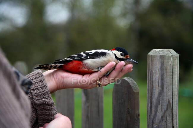 France,Wounded great spotted woodpecker cooling down in a human hand — Stock Photo
