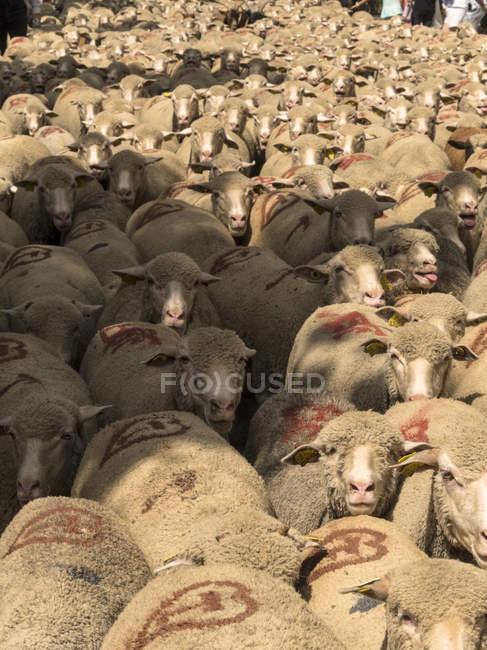 Sheep transhumance at South-Eastern France, St Remy de Provence — Stock Photo