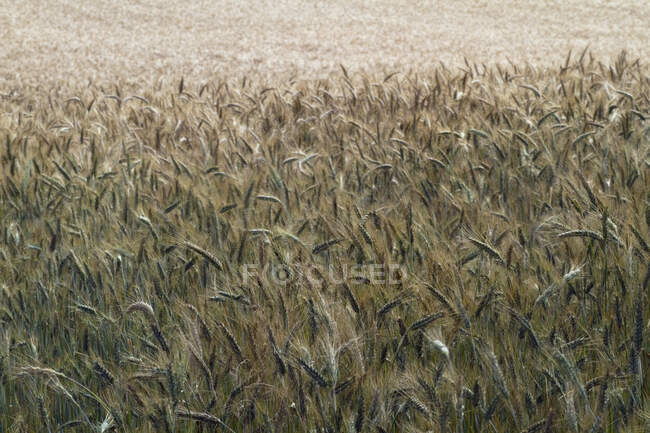 Francia, Limousin, campo triticale, híbrido de trigo y centeno, cerca de Aubusson. - foto de stock