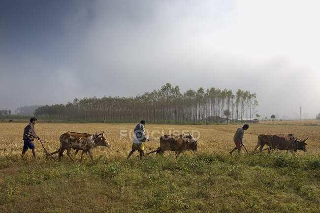 India, Orissa, distrito de Koraput, arado, animales arados - foto de stock