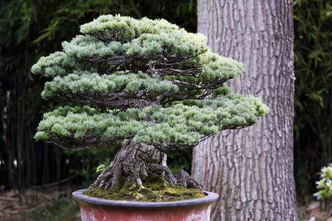 France, Paris. Val de Marne. Vincennes. Parc Floral de Vincennes. Moyogi pine bonsai (Pinus parviflora pentaphylla) — Stock Photo