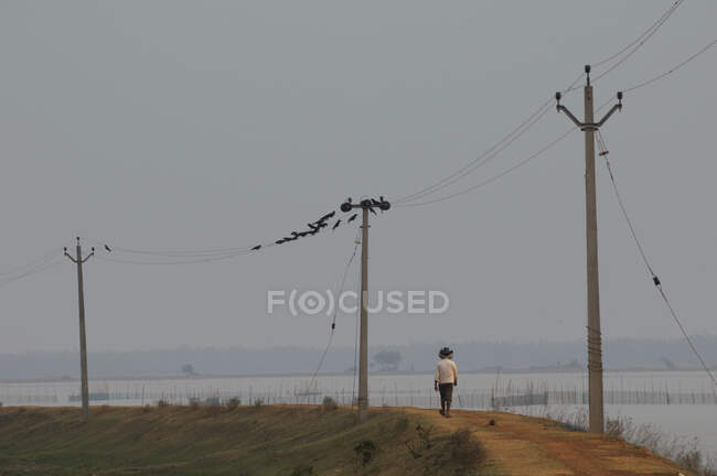 India, Orissa, Lago Chilika, Sataparha, línea eléctrica en el dique - foto de stock