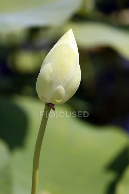 Франція, Париж. Валь де Марн. Вінсенн. Парк Флорал де Вінсенн. Водяний сад. Closeup of an Inidian lotus bud (Nelumbo nucifera). — стокове фото