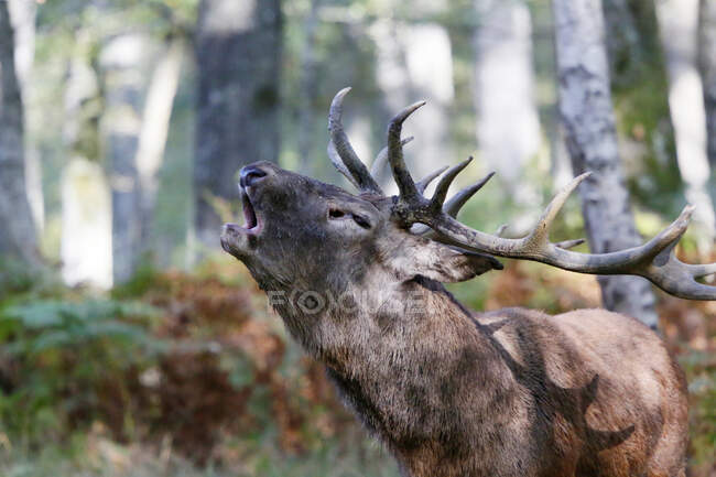 France, Burgundy, Yonne. Area of Saint Fargeau and Boutissaint. Slab season. Stag in a wood belling. — Stock Photo