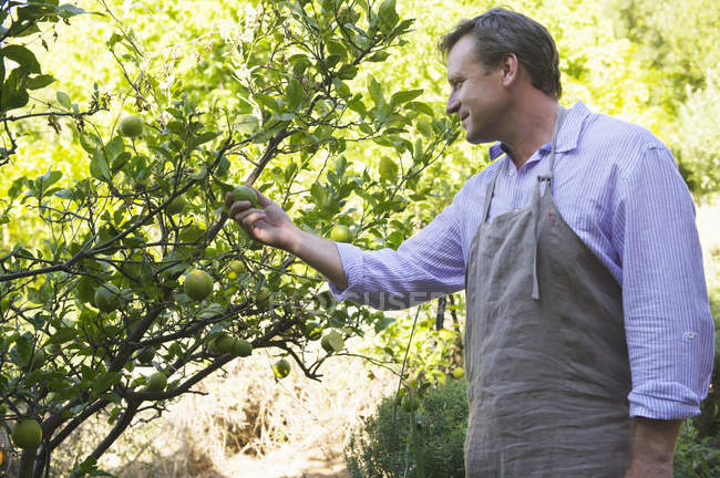 Hombre sonriente mirando frutas en el árbol en el jardín - foto de stock