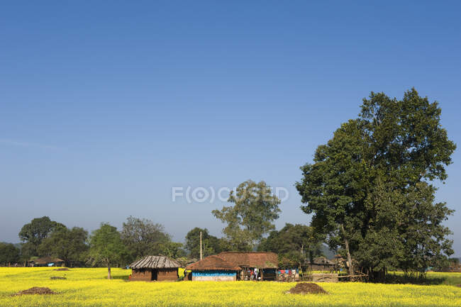 Inde, Chhattisgarh, Ferme ; groupe ethnique Baiga — Photo de stock